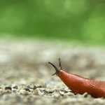 Comment se débarrasser des limaces au jardin