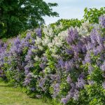 Arbuste pour haie : comment choisir ?